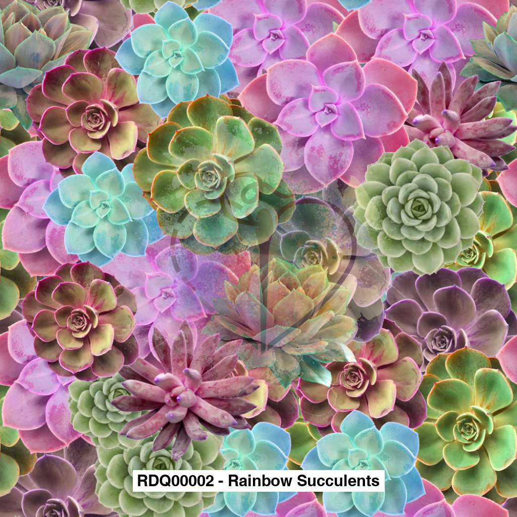 Rdq00002 - Rainbow Succulents